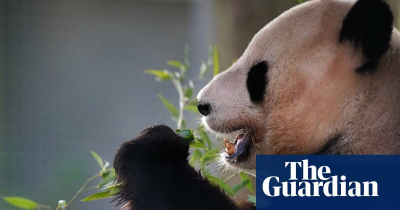 The Guardian - China-Exit from Edinburgh zoo may signal end to era of Chinas panda diplomacy