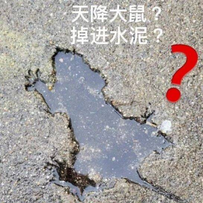 水泥地出现老鼠坑，成了悬疑故事……被困在水泥的动物不止这一个