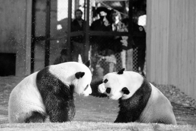 The Washington Post-The hidden power of Chinas pandas  and why the US is losing them all