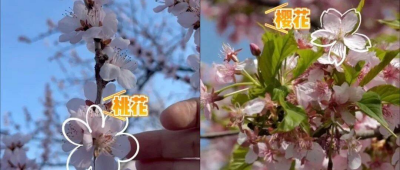 听说，你也分不清这些花？识花小技巧来了