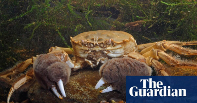 The Guardian-Scientists build traps to manage UKs rising number of Chinese mitten crabs