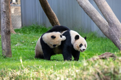 The Washington Post-The National Zoos giant pandas leave for China today