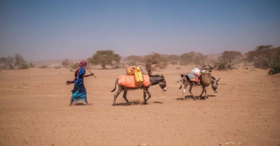 纽约时报中文网 - 英文原版-英Africas Donkeys Are Coveted by China Can the Continent Protect Them