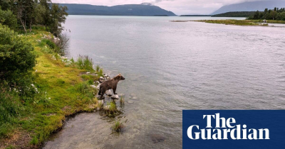 The Guardian-Help me fans watching bear camera help save Alaska hikers life