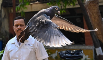 The Washington Post-Pigeon accused of spying for China freed in India after 8-month detention