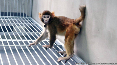 The Economist-Researchers in China create the first healthy cloned rhesus monkey  Science  technology