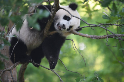 The Washington Post-Heres why China is sending pandas back to the United States