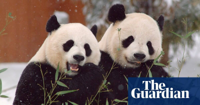 The Guardian - China-Two giant pandas begin return to China from Smithsonians National zoo