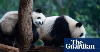 The Guardian - China-Xi Jinping suggests China will send new pandas to US as envoys of friendship