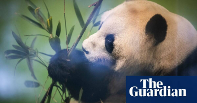 The Guardian - China-Rock star of an animal Edinburgh zoos pandas to return to China