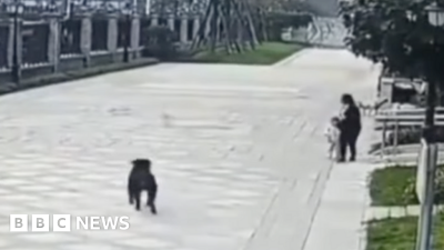 BBC News Top Stories-World China toddler mauling prompts crackdown on dogs