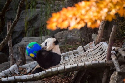 The Washington Post-Xi hints China might send new pandas to the US