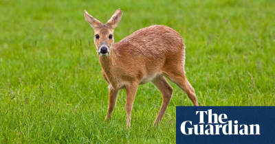 The Guardian - China-How Chinese water deer found a home in the English countryside